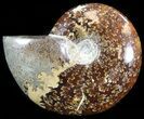 Cleoniceras Ammonite Fossil - Madagascar #44457-1